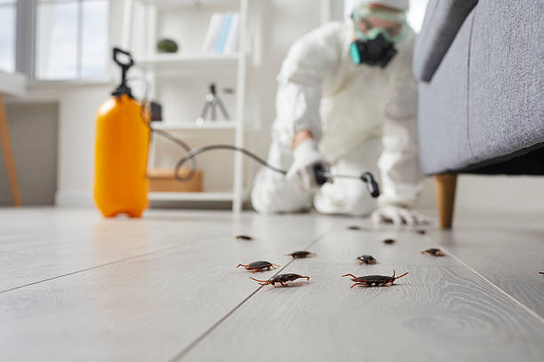 Commercial Kitchen Cockroach Control in Oakwood